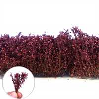 Green Stuff World - Tall Shrubs Autumn Purple