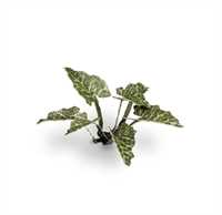 Gamers Grass - Aronstab (Lords-and-Ladies)