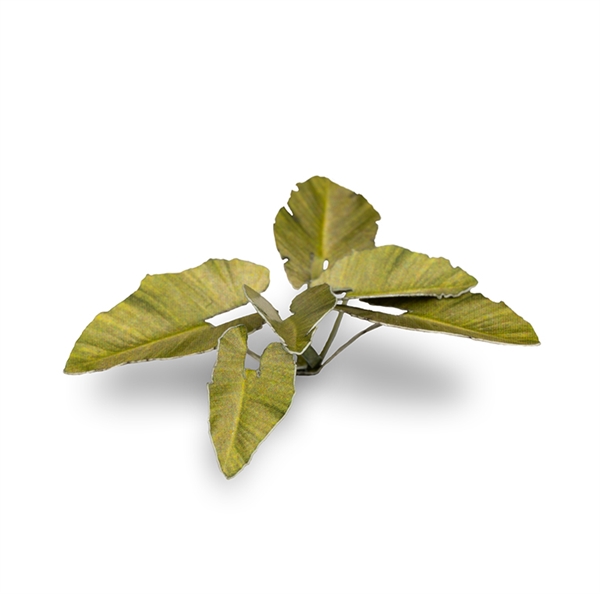 Gamers Grass - Elefantenohr (Elephant Ear)