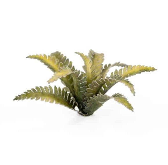 Gamers Grass - Hirschfarn (Deer Fern)