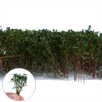 Green Stuff World - Tall Shrubs Dark Green