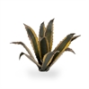 Gamers Grass - Agave (Agave)