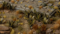 Gamers Grass - Agave (Agave)