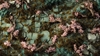 Gamers Grass - Cherry Blossom Flowers (6mm)