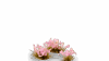 Gamers Grass - Pink Orchid Tiny Flowers (4mm)