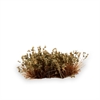 Gamers Grass - Shrubs Swamp (6mm)