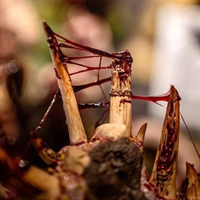 Modelmates - Dirty Down, Gore