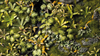 Gamers Grass - Jungle Floor, Basing Box