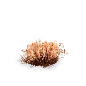 Gamers Grass - Shrubs Autumn (6mm)